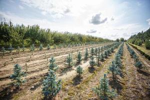 fileiras de jovens coníferas em estufa com muitas plantas na plantação foto