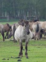 cavalos selvagens na Vestfália foto