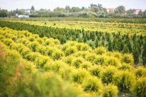 fileiras de jovens coníferas em estufa com muitas plantas na plantação foto