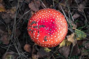 amanita muscari. tóxico e alucinógeno lindo cogumelo ruivo voa agárico na grama no fundo da floresta de outono. fonte da droga psicoativa muscarina foto