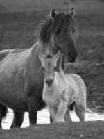 cavalos selvagens na alemanha foto