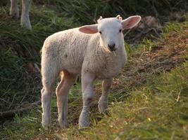 muitas ovelhas na Vestfália foto