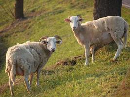 muitas ovelhas na Vestfália foto