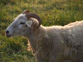muitas ovelhas na Vestfália foto