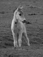 cavalos selvagens em um prado na Alemanha foto