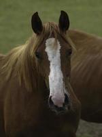 cavalos selvagens em um prado na Westphalia foto