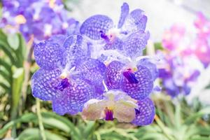 linda flor de orquídea roxa em um galho pendurado no jardim. foto