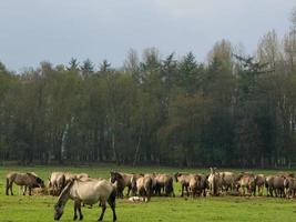 cavalos selvagens no muensterland alemão foto