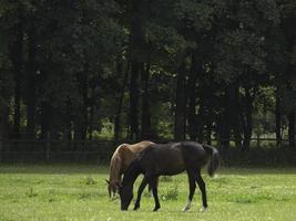 cavalos selvagens em um prado na Westphalia foto