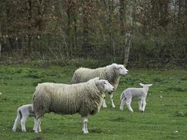 ovelhas no muensterland alemão foto