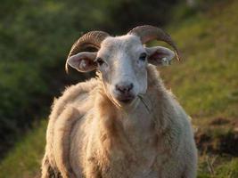 muitas ovelhas na Vestfália foto