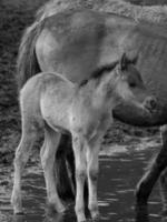 cavalos selvagens na Vestfália foto