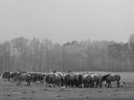 muitos cavalos selvagens foto