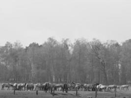 cavalos selvagens na Vestfália foto