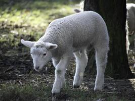 ovelhas em um prado na Westphalia foto