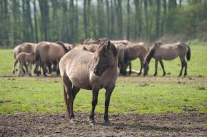 cavalos selvagens na Vestfália foto