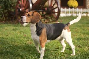 doce senhora beagle foto