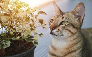 um gato fofo cheira a planta fresca de manhã do jardim foto