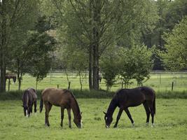 cavalos no muensterland alemão foto