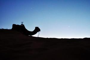 silhueta de camelo do deserto