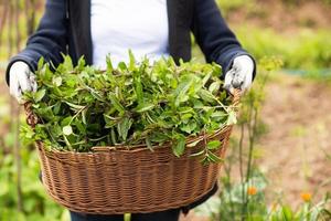 jardinagem cesta de madeira com ervas foto