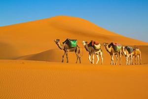 caravana do deserto