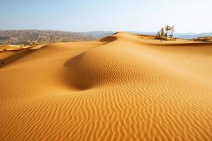 os camelos do deserto foto