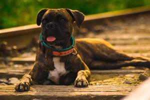 vida de cachorro é difícil foto