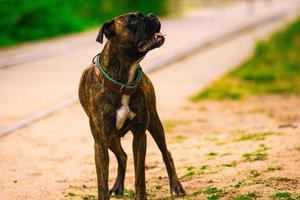 boa vida de cachorro foto