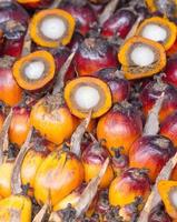 frutos de óleo de palma foto
