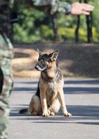 treinando cães de guerra foto