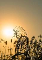 fechar o sorgo no pôr do sol do agente de campo foto