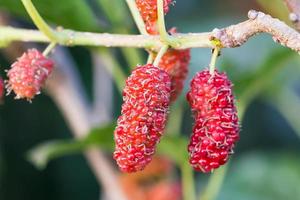 amora na árvore é fruto de baga na natureza foto