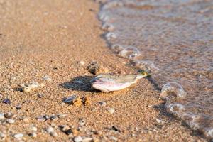 peixes mortos na costa foto