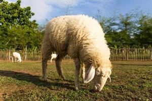 ovelhas pastando na fazenda foto