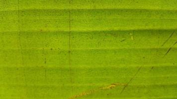 textura de folha de bananeira muito fresca foto