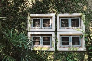 planta de parede de hera verde no antigo prédio com janelas, fundo de verão primavera foto