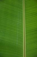 folha de bananeira em fundo branco e isolado. foto