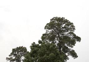 altas seringueiras que crescem naturalmente cobertas de folhagens verdes e árvores de sombra. usado para fazer móveis e plantar casas em um fundo branco. foto