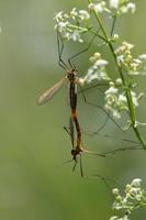 dois guindastes manchados fazendo amor. os insetos penduram no galho de flores brancas. o fundo é verde no verão na alemanha. foto