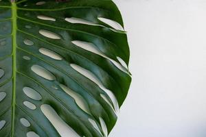 monstera de folha verde tropical em um fundo branco. vista superior, copie o espaço, pôster foto
