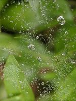 gotas de orvalho na teia de aranha pela manhã, macro fotografia, close-up extremo foto