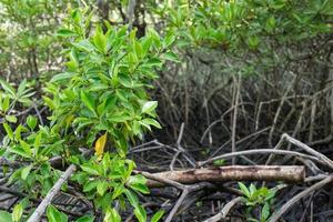 A floresta de mangue tem uma árvore de mangue que é uma árvore de tamanho médio-grande e pode crescer em turfa profunda de solo macio e água salgada. foto