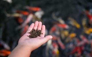 mão de criança segurando comida de peixe e muitos peixes koi coloridos no fundo da lagoa de peixes koi foto