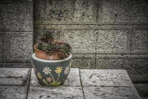 uma planta houseleek em uma panela verde foto