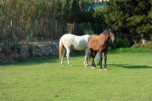 cavalos comendo pacificamente no pomar em um dia ensolarado foto