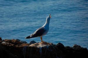 gaivotas na costa mediterrânea da costa brava catalã foto