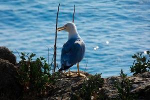 gaivotas na costa mediterrânea da costa brava catalã foto