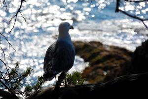 uma gaivota iluminada na costa brava catalã foto