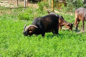 cabras comendo calmamente grama verde essencial para uma boa produção de leite foto